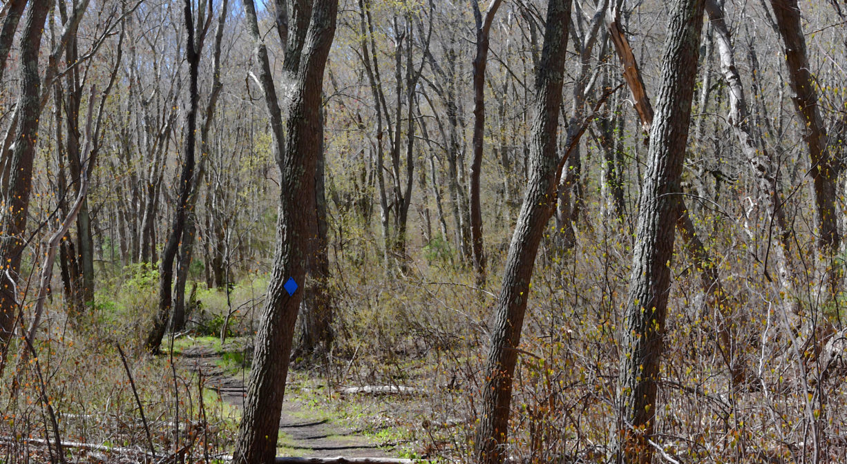 A photograph of a trail through a freshwater wetland.