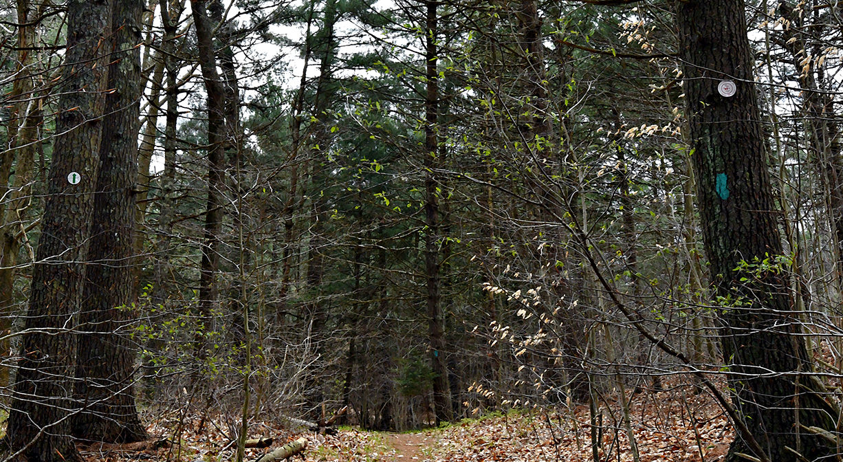 A photograph of a wide forest trail.