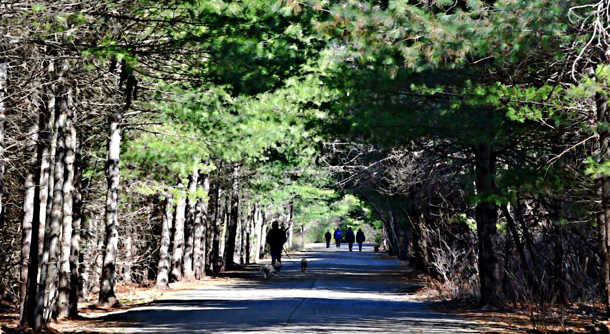 A photograph of a paved trail lined with trees, with some pedestrians in the distance.