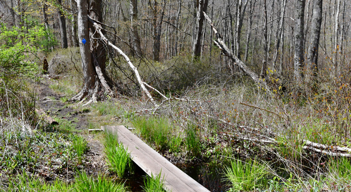 A photograph of a simple bridge over a woodland stream.