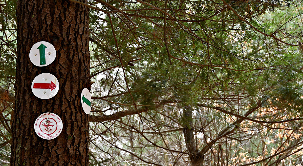 A photograph of a pine tree with numerous trail markers.