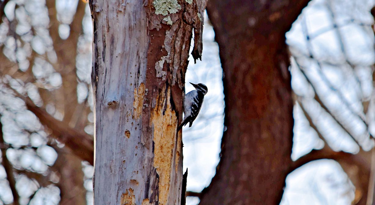 A photograph of a bird in a tree.