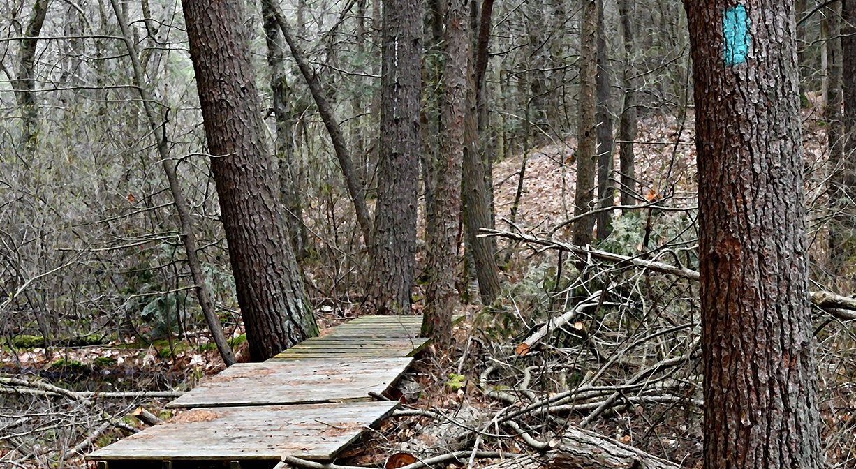 A photograph of a wooden bridge over a stream in a forest.