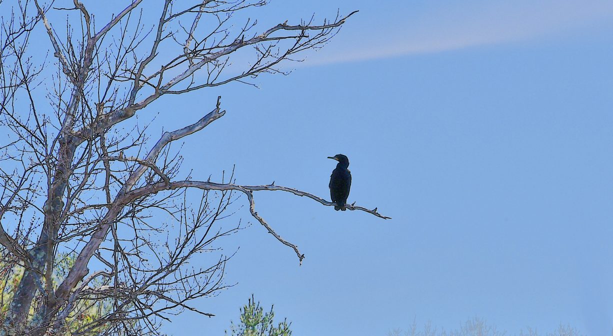A photograph of a large bird on a tree branch.