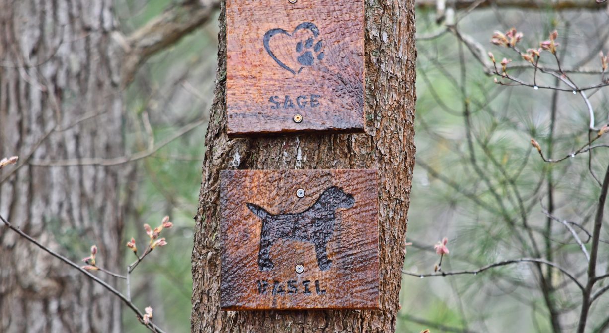 A photograph of two wooden dog memorial signs on a tree in a forest.