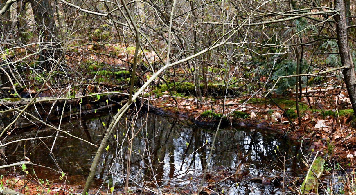 A photograph of a vernal pool within a forest.