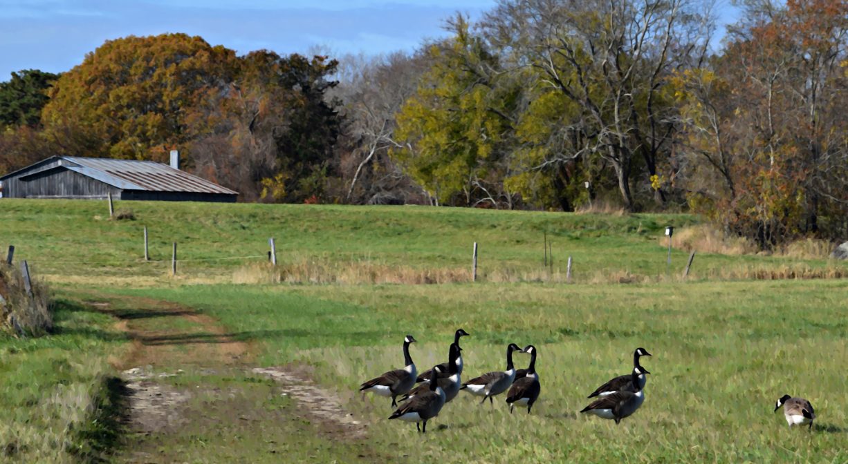 A photograph of geese on a grassy green field.
