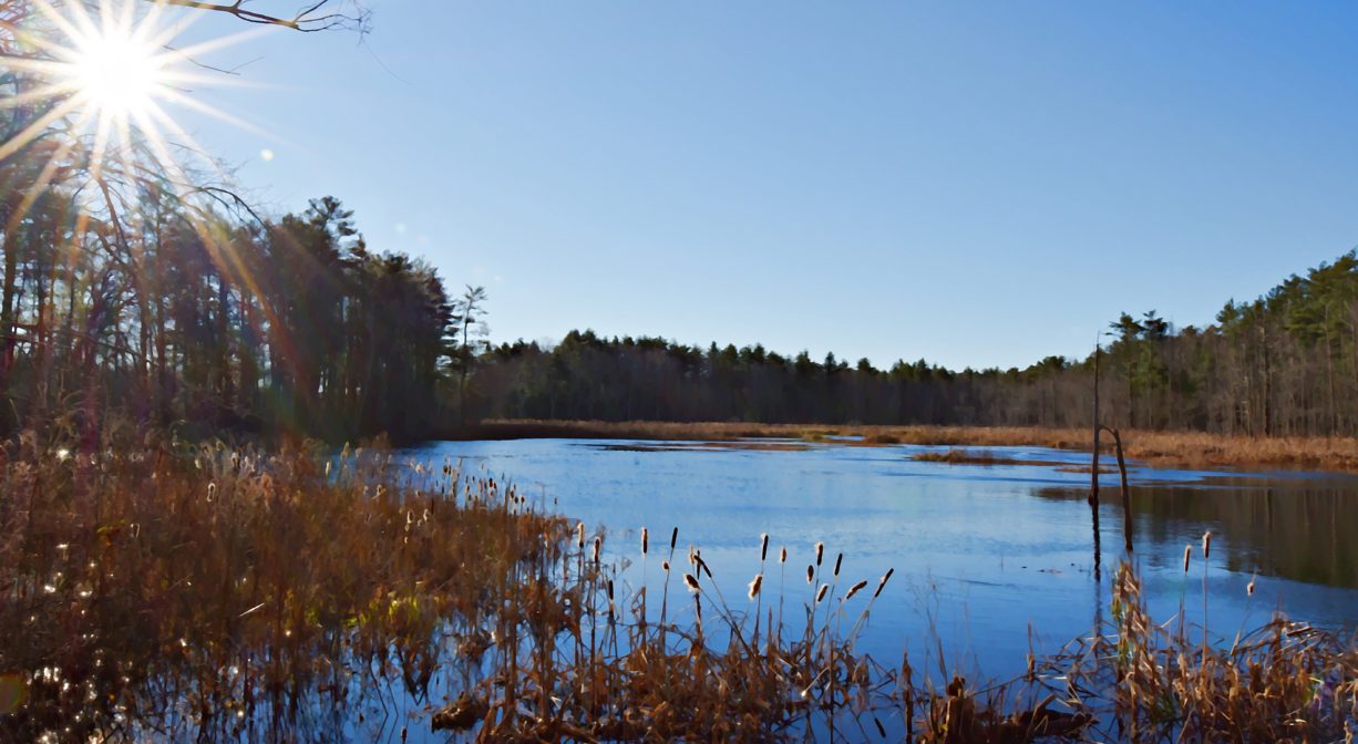 A photograph of a pond and a marsh.