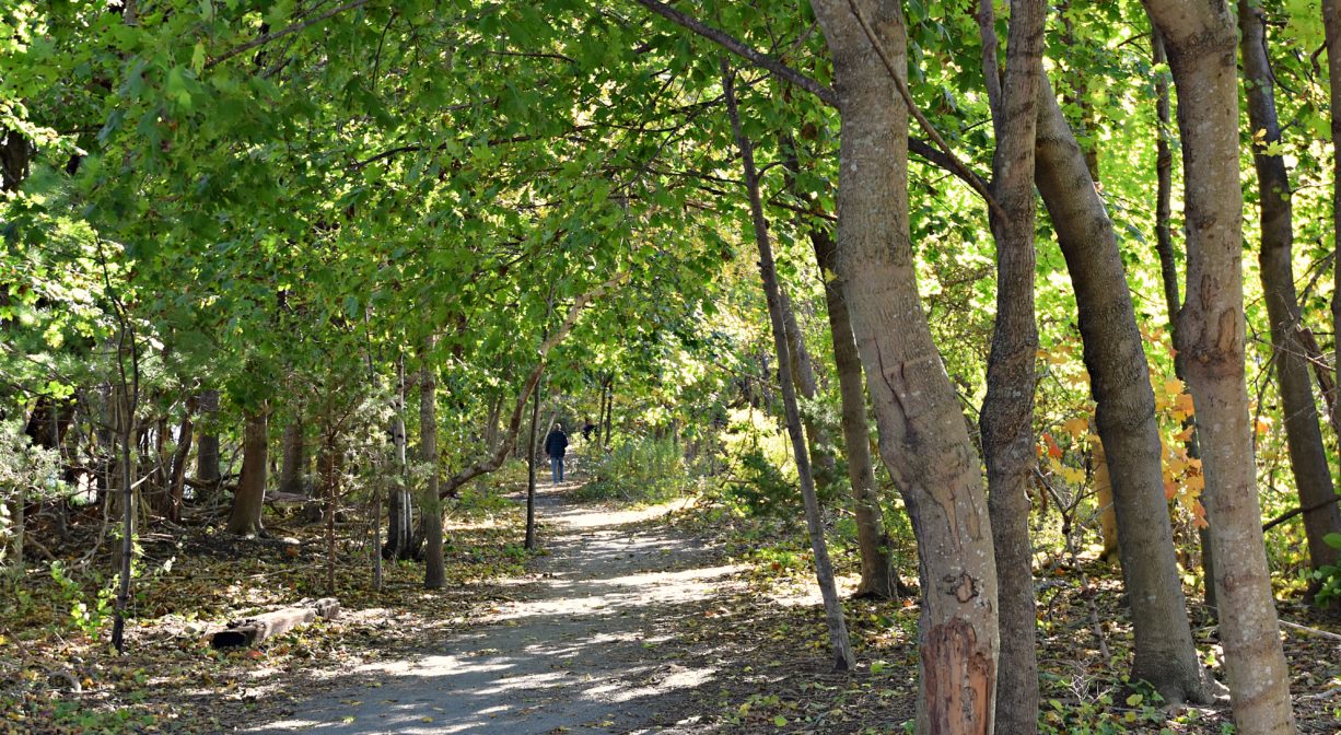 Photograph of a gravel trail extending into a woodland with green trees.