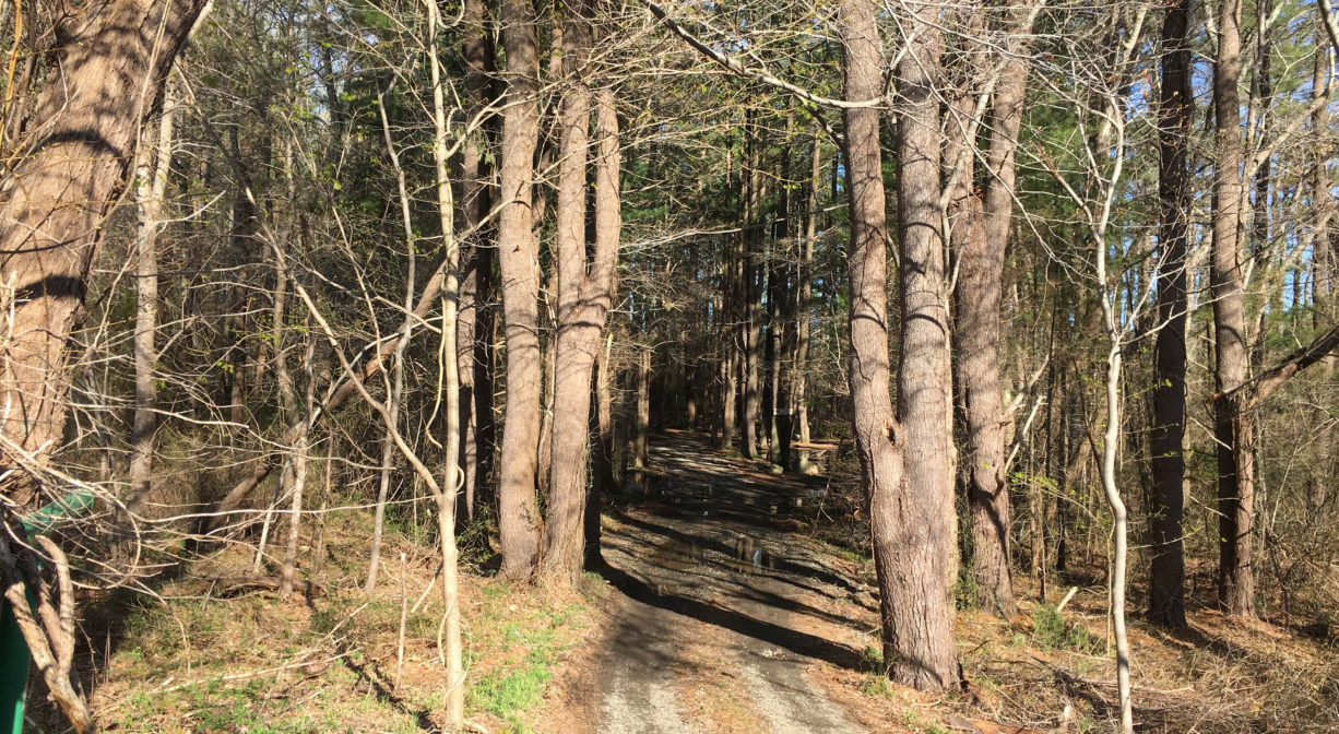 A photograph of an unpaved road through a forest.