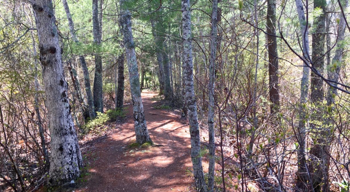 A photograph of a trail through a forest.