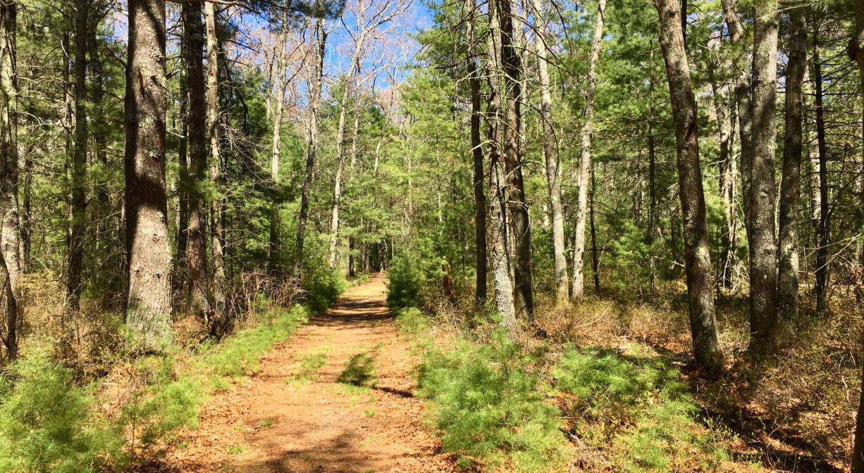 A photograph of a wide trail through a forest.