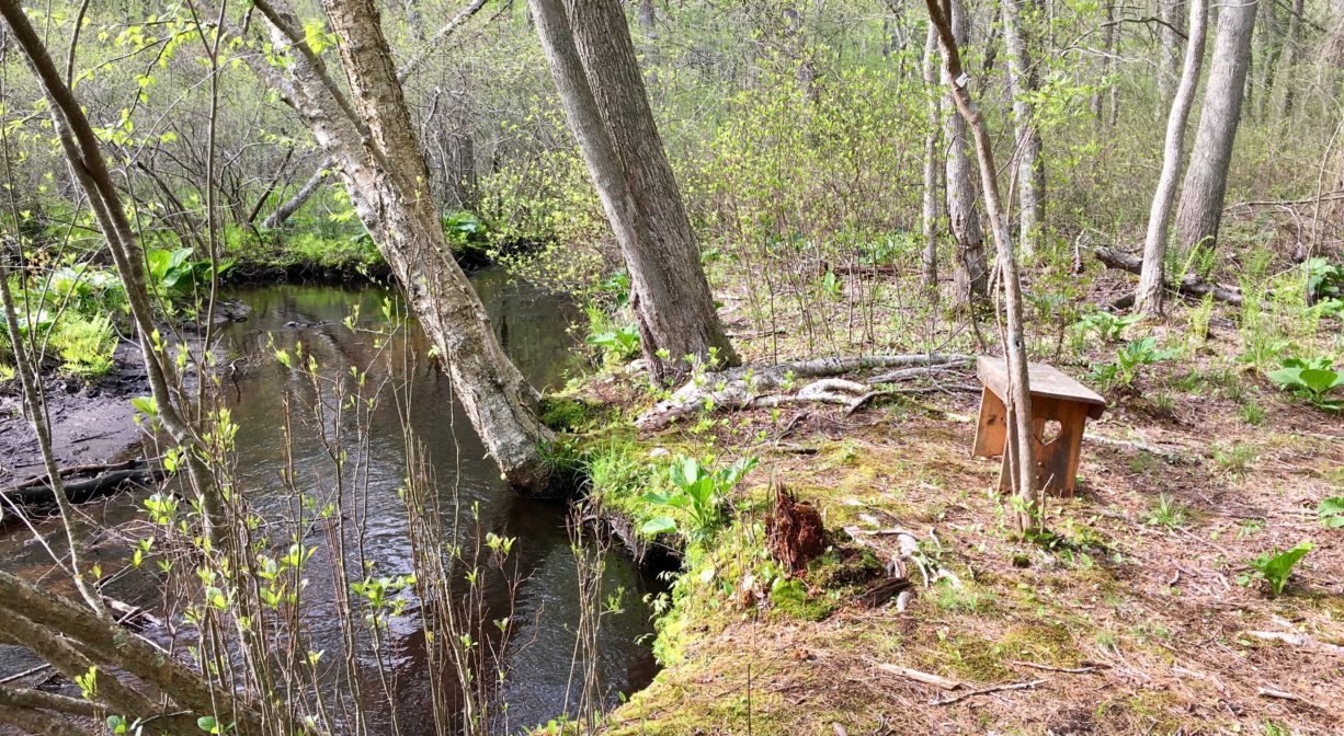 A photograph of a bench beside a brook in a forest.