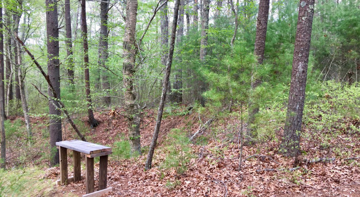 A photograph of a bench in a forest.