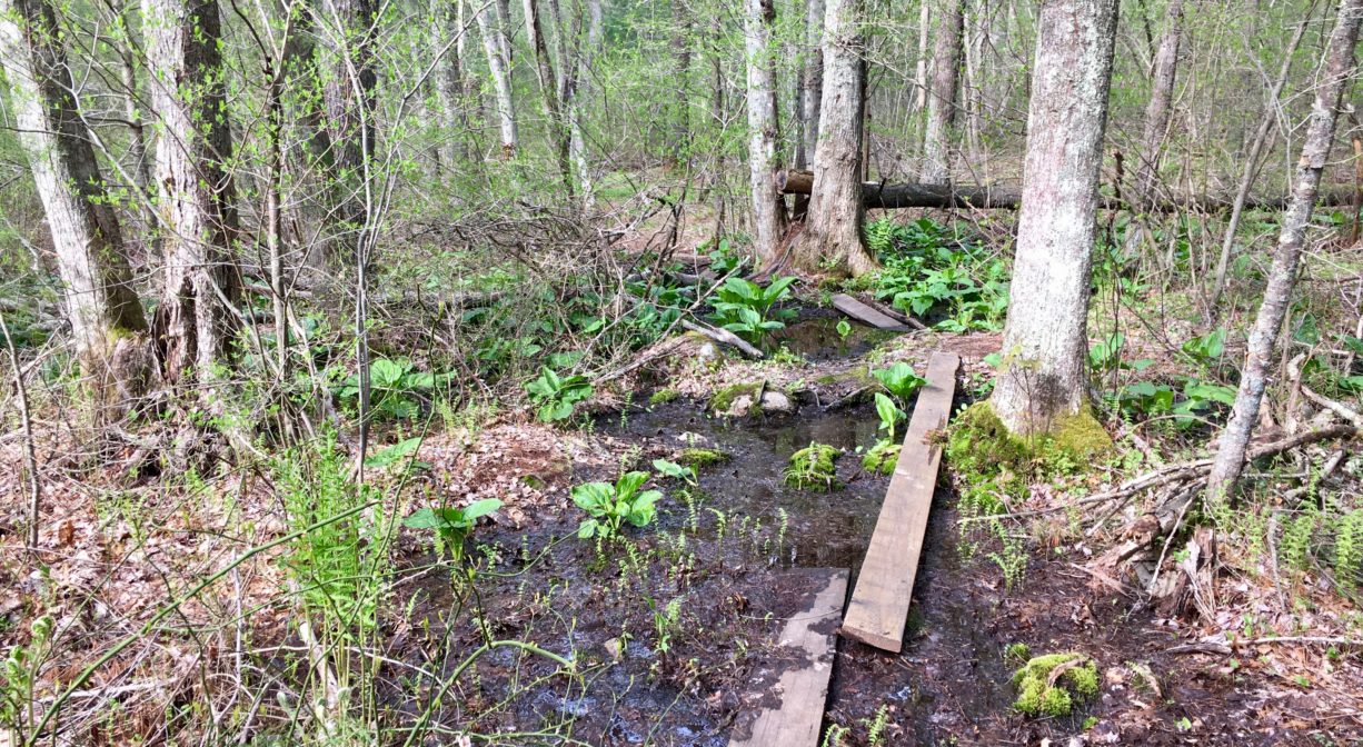 A photograph of plank boardwalks crossing a wetland in a forest.