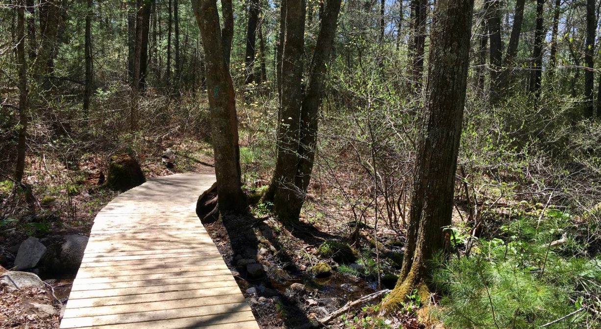 A photograph of a boardwalk through a forest.