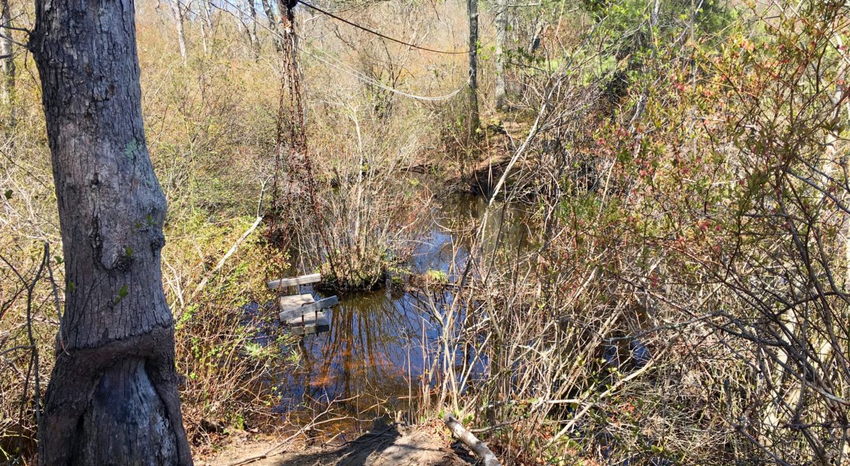 A photograph of a trolley swing across a stream or wetland in a forest.