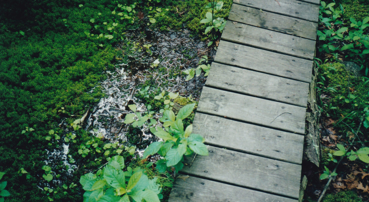 A photograph of a boardwalk over a green wetland.