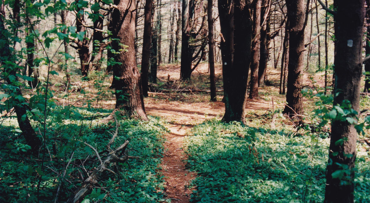 A photograph of a trail leading from a shrubby area into a pine forest.