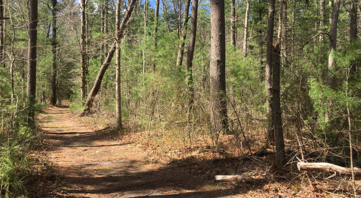 A photograph of a wide forest trail.