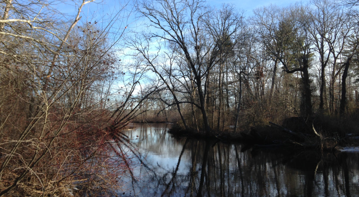 A photograph of a river with bare trees and a blue sky.