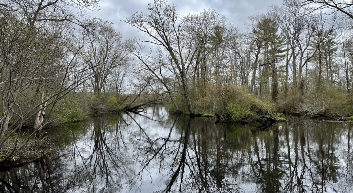 A photograph of a river with bare trees reflected on its surface, on a cloudy day.
