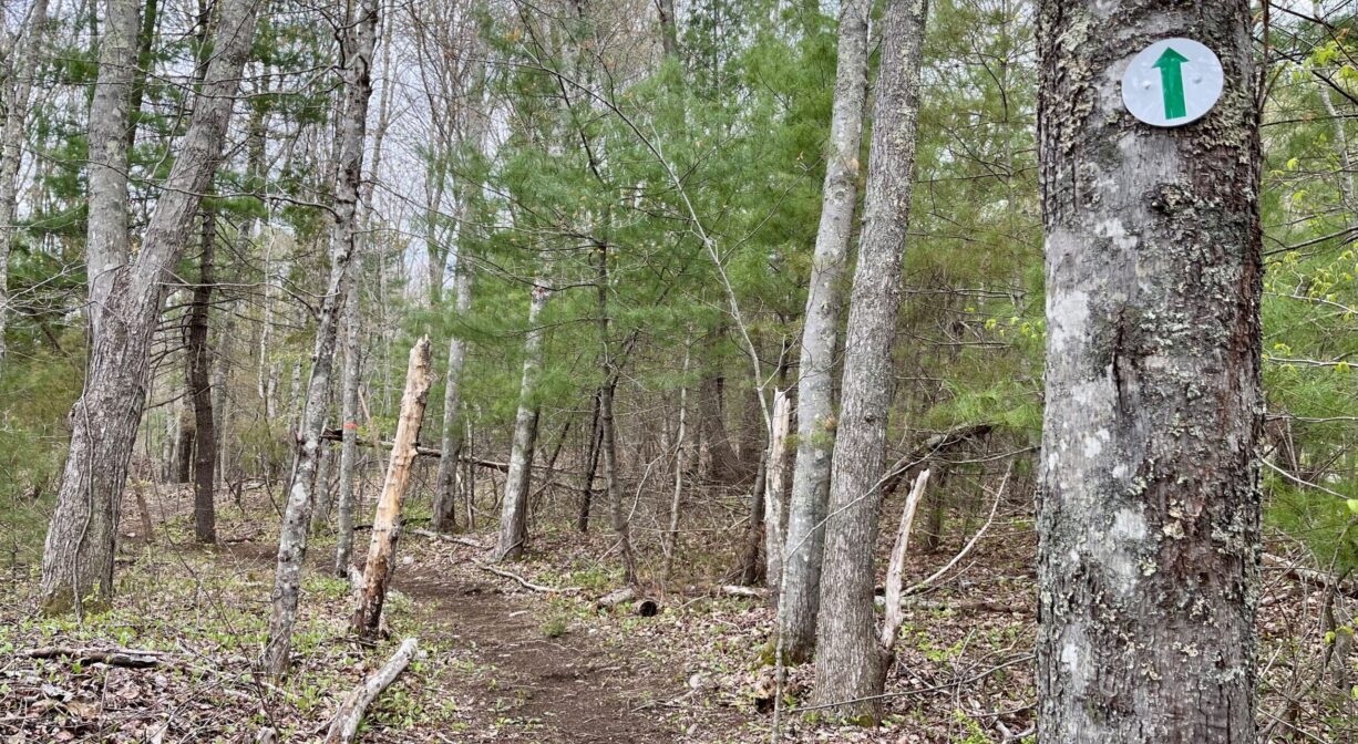 A photograph of a trail through the woods, with a green arrow blaze.