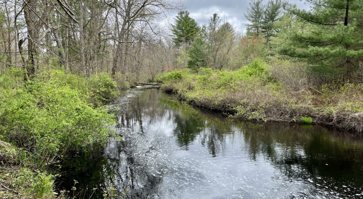 A photograph of a river on a cloudy day with green foliage.