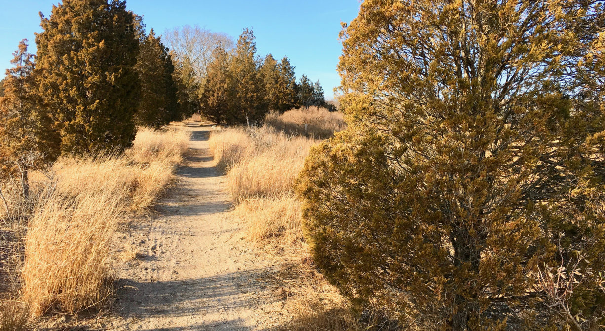 Photograph of a dirt trail extending across the top of an old railroad bed with cedar trees and golden grasses at its sides.