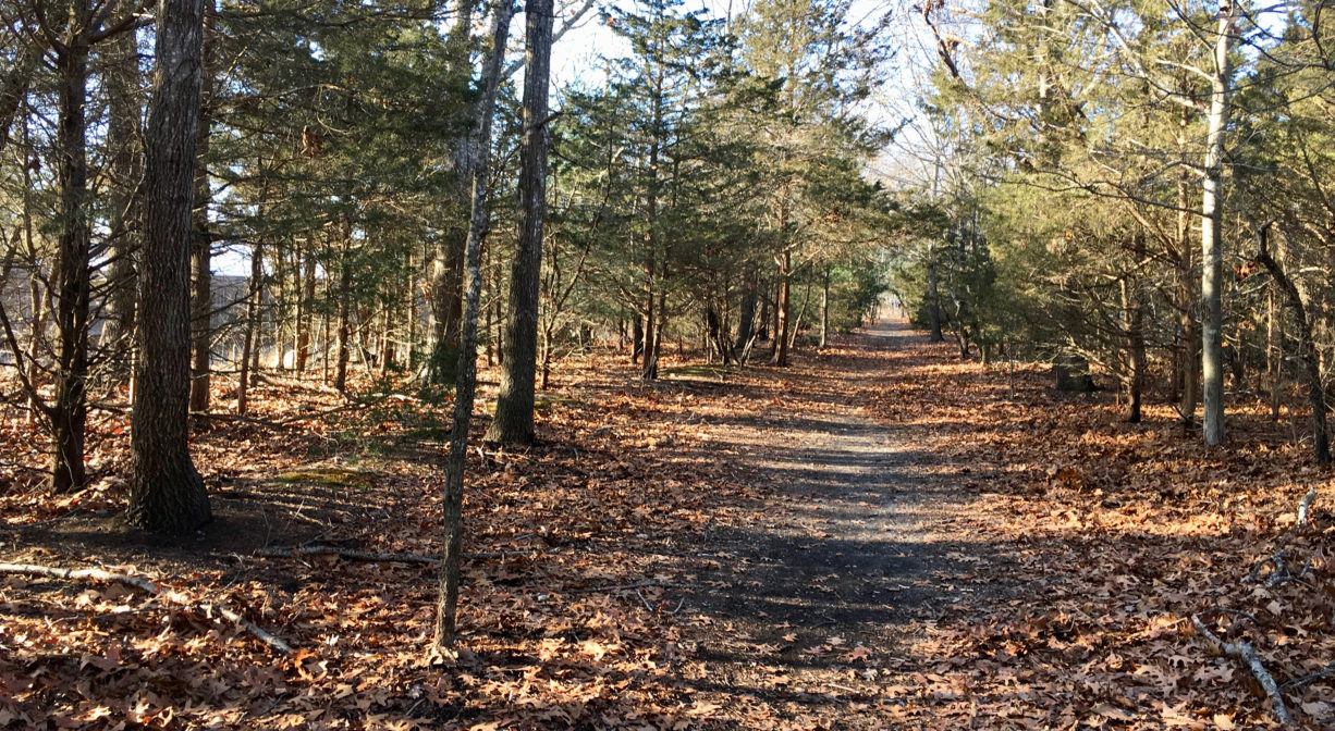 Photograph of a gravel trail extending through a light woodland.