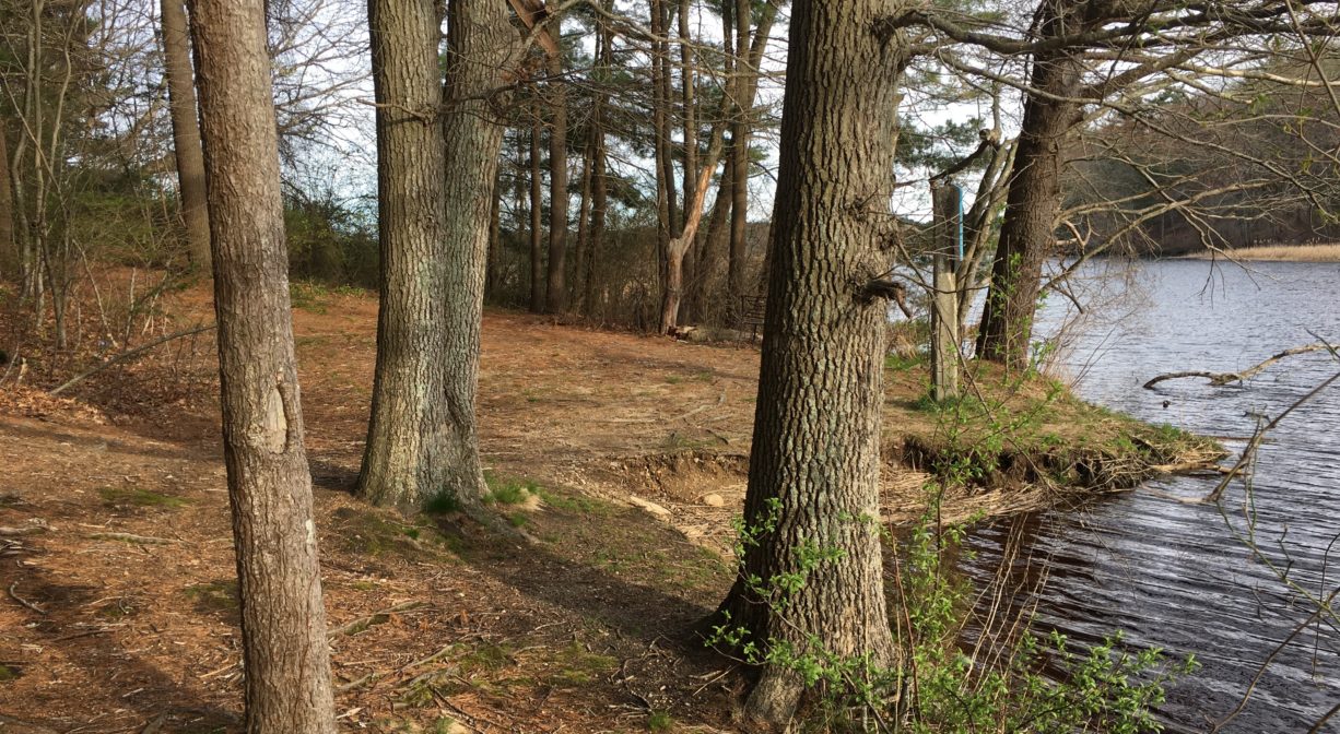 A photograph of a forest at the edge of a river.
