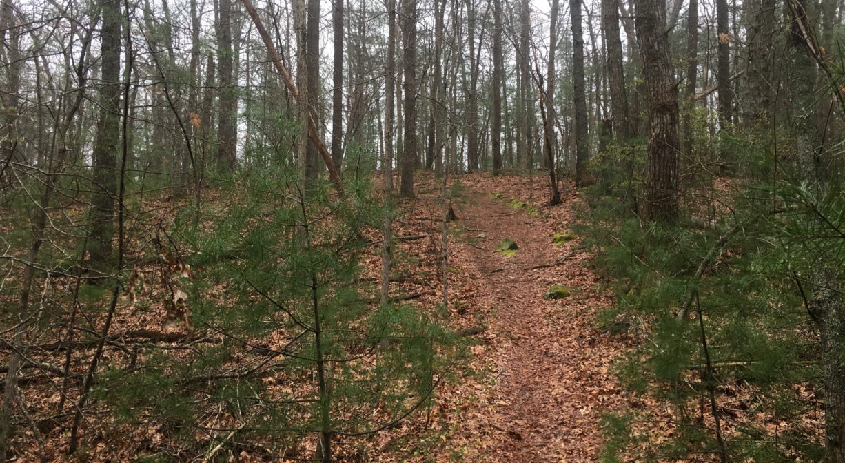 A photograph of an uphill trail in a misty pine forest.