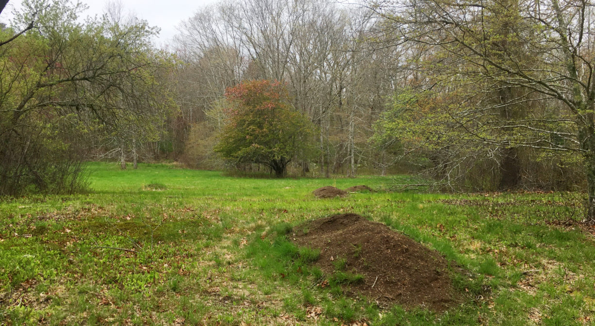 A photograph of a mound of dirt within an open green field.