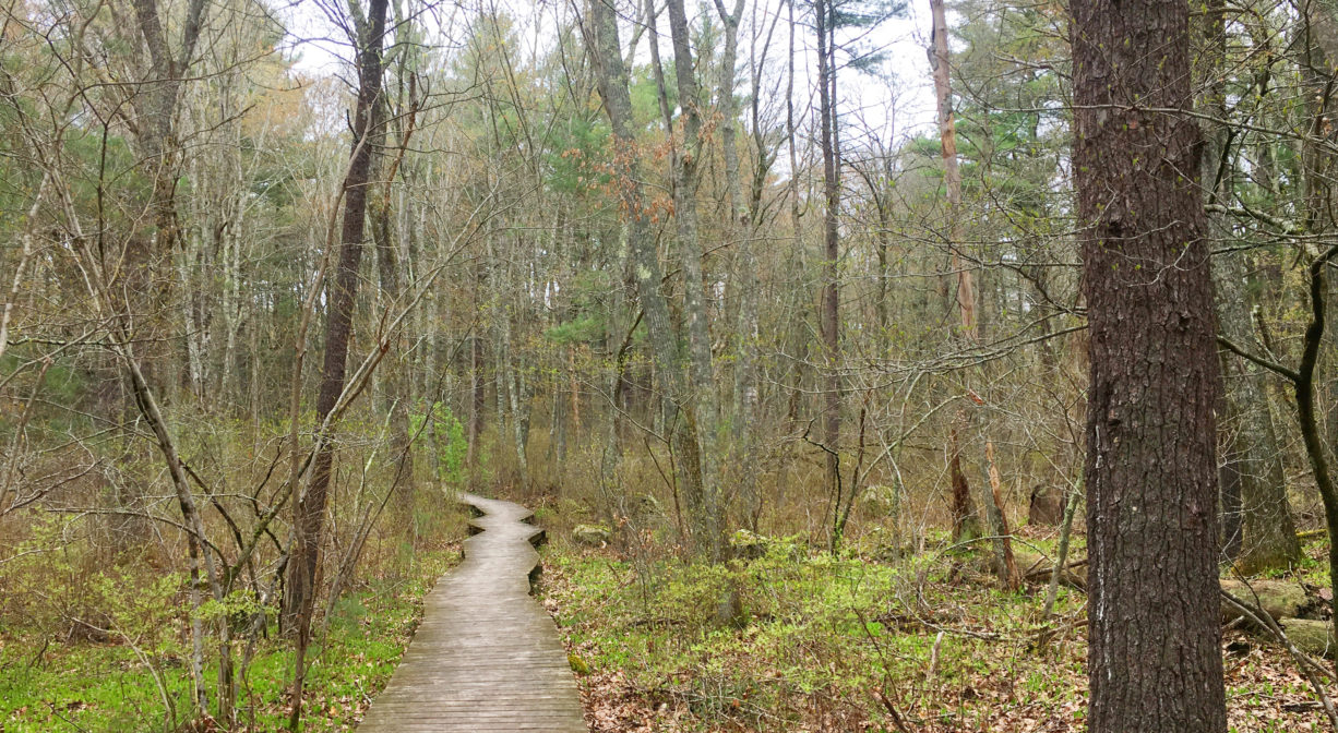 A photograph of a boardwalk extending through a forested wetland.