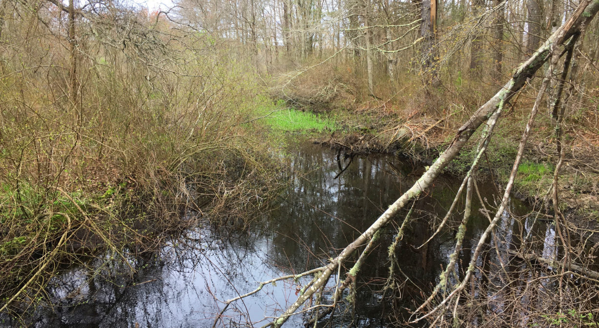 A photograph of a stream with a branch tilting into it.