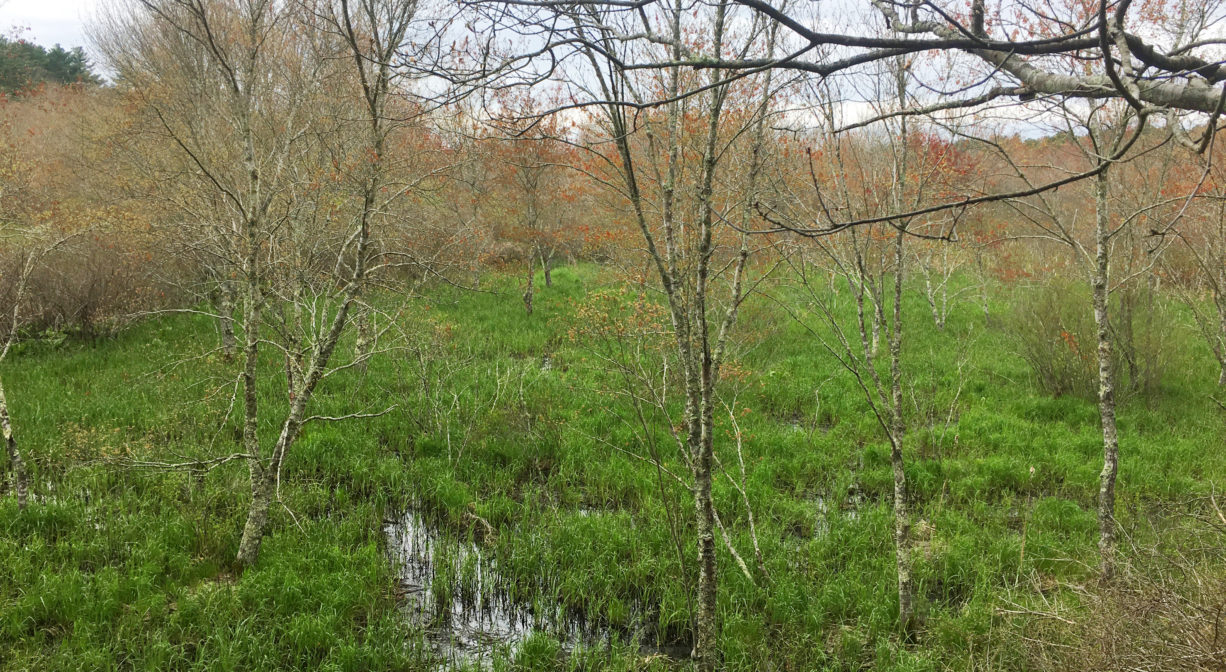 A photograph of a green freshwater wetland with a few scattered trees.
