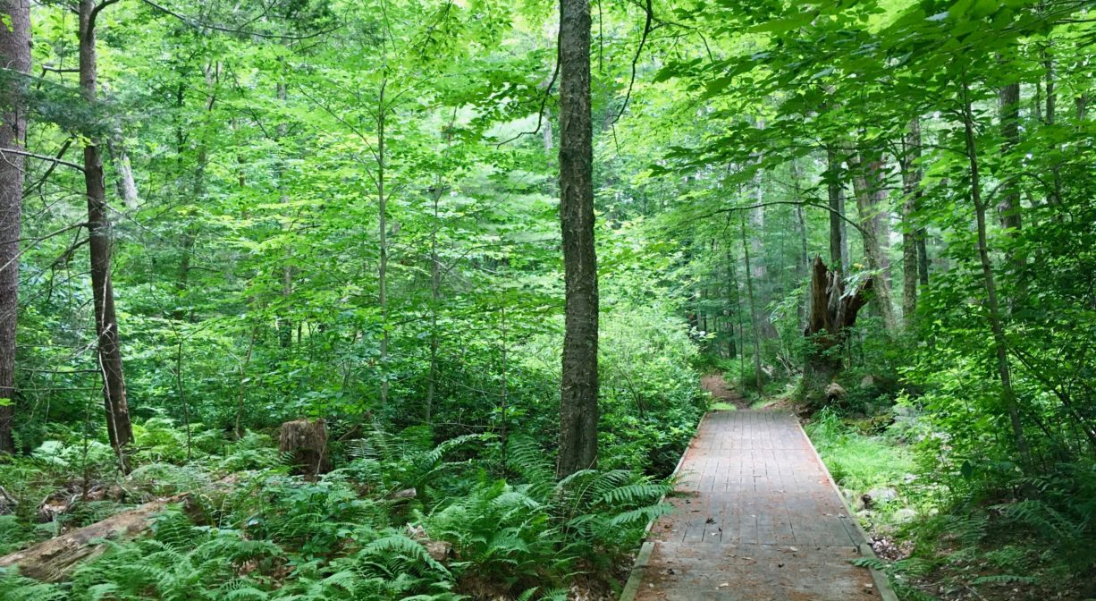 A photograph of a trail and boardwalk through a green woodland.