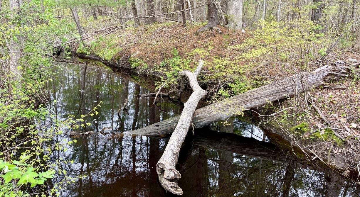 A photograph of a stream with some fallen trees.