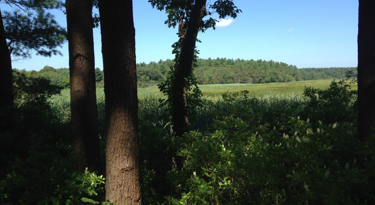 A photograph of a salt marsh viewed through a green forest.