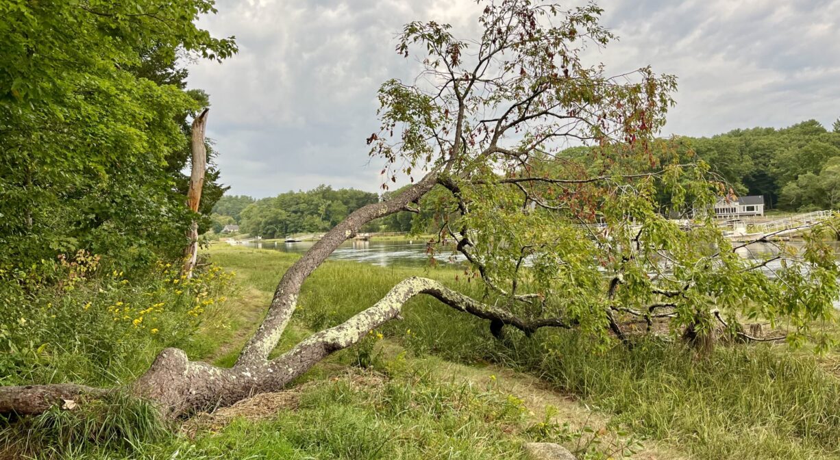 A photograph of a grassy area beside a river.