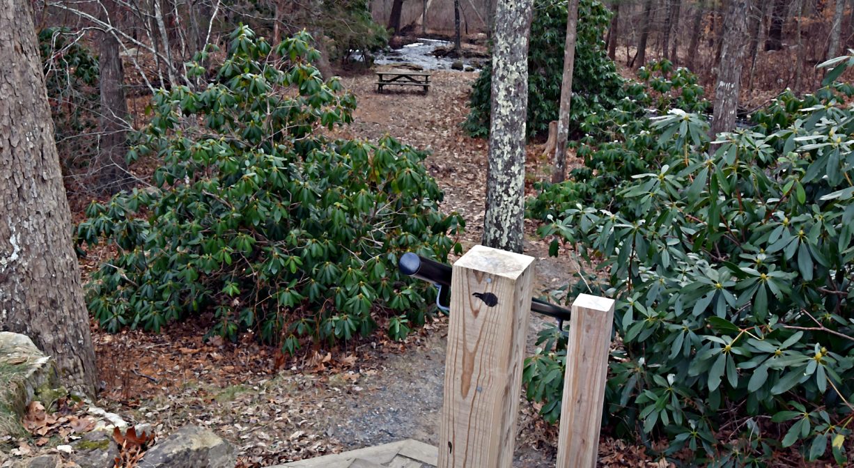 A photograph of a forest trail beside a stream with rhododendron shrubs beside it.