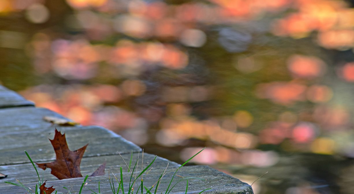 A close-up photograph of a boardwalk and some colorful fallen leaves.