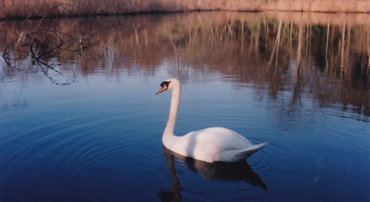 A photograph of a swan on a pond.