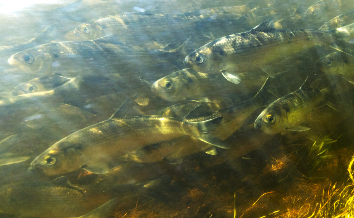 Help Count River Herring North and South Rivers Watershed Association