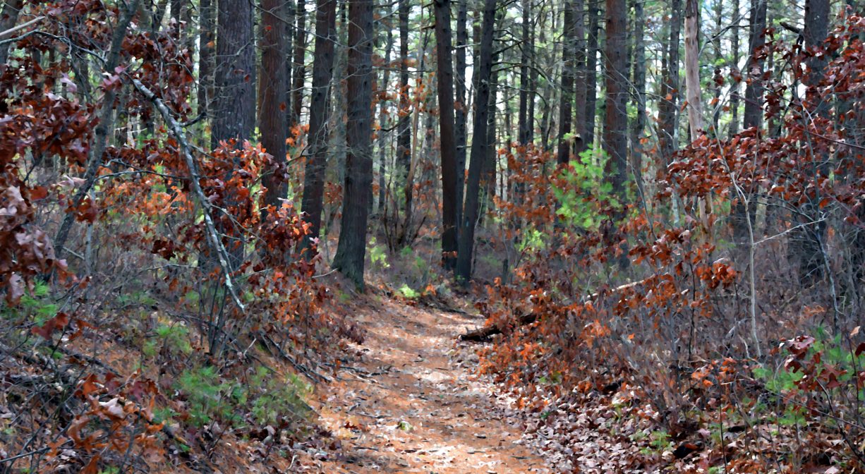 A photograph of a forest trail in autumn.