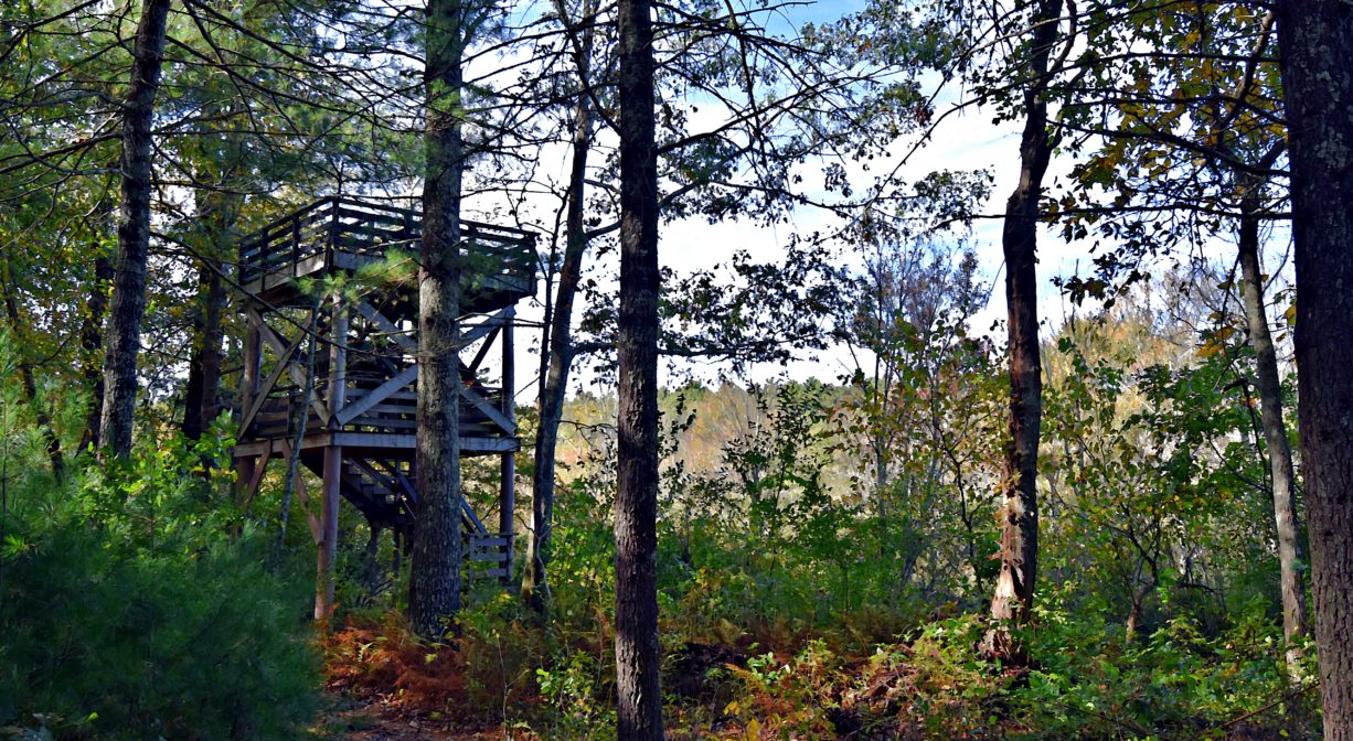 A photograph of a trail through the woods with a tower in the background.