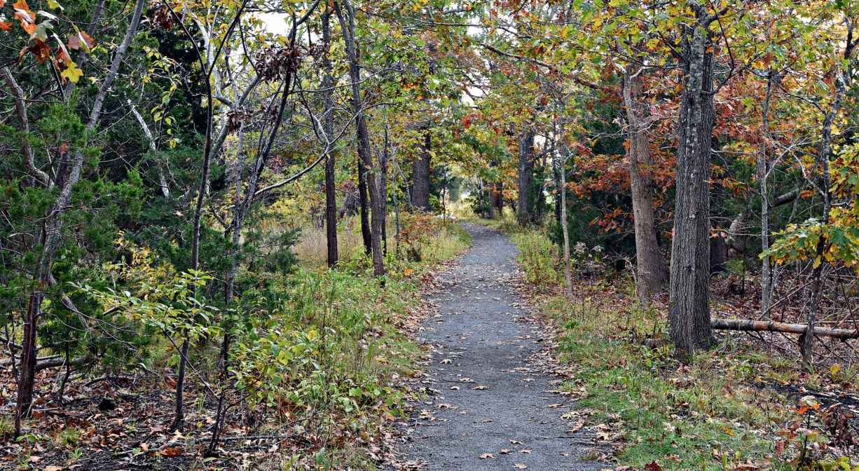 Photograph of a gravel trail leading into a light woodland with some green and red foliage.