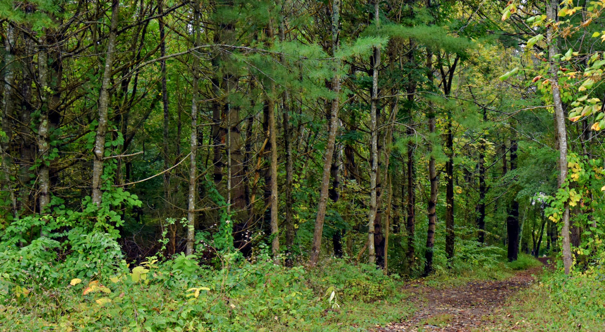 A photograph of a trail through a green woodland.