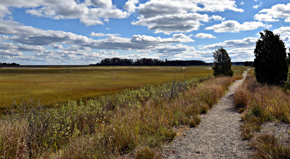 Photograph of a gravel trail extending into the salt marsh with cloudy blue skies and scattered cedar trees.