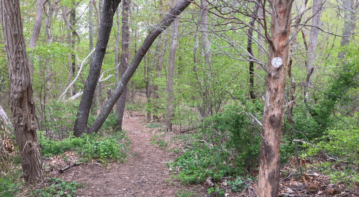 A photograph of a forest trail.